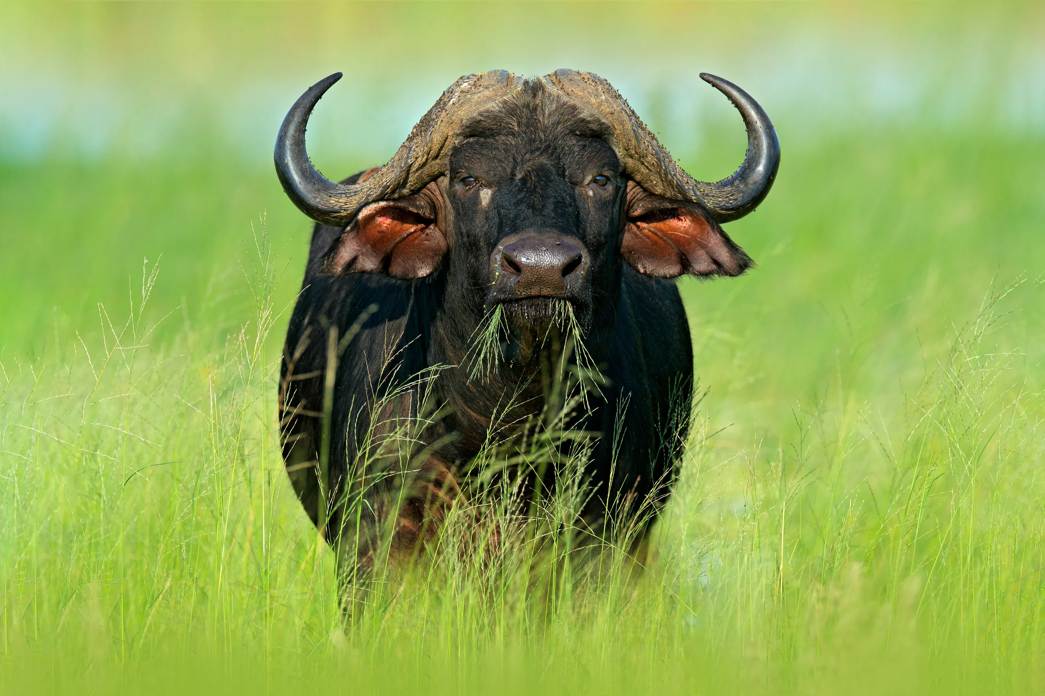 Terrestrial: Natural Resource Guardianship (NQF Level 4)